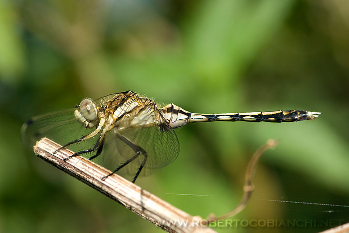 Orthetrum albistylum